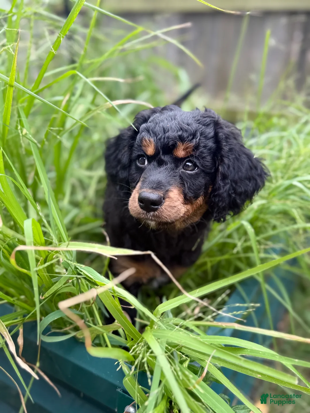 Mixed Breed dogs for sale: Stripe - Ad 1