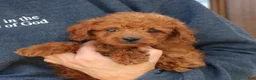 Mini Goldendoodle dogs for sale: George  - Ad 4