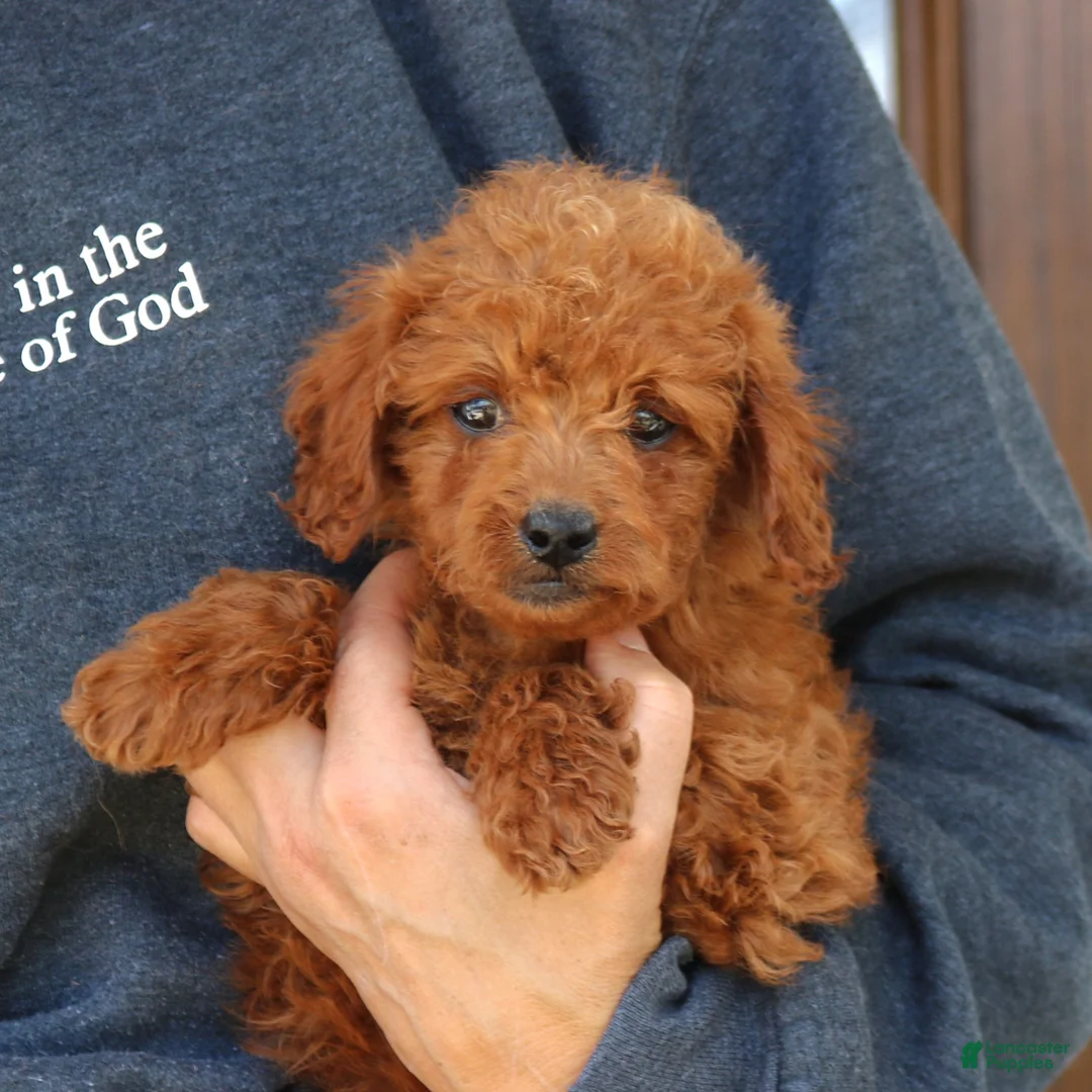 Mini Goldendoodle dogs for sale: George  - Ad 4