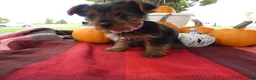 Yorkshire Terrier dogs for sale: Yorkshire Terrier 4 Marcy - Ad 2