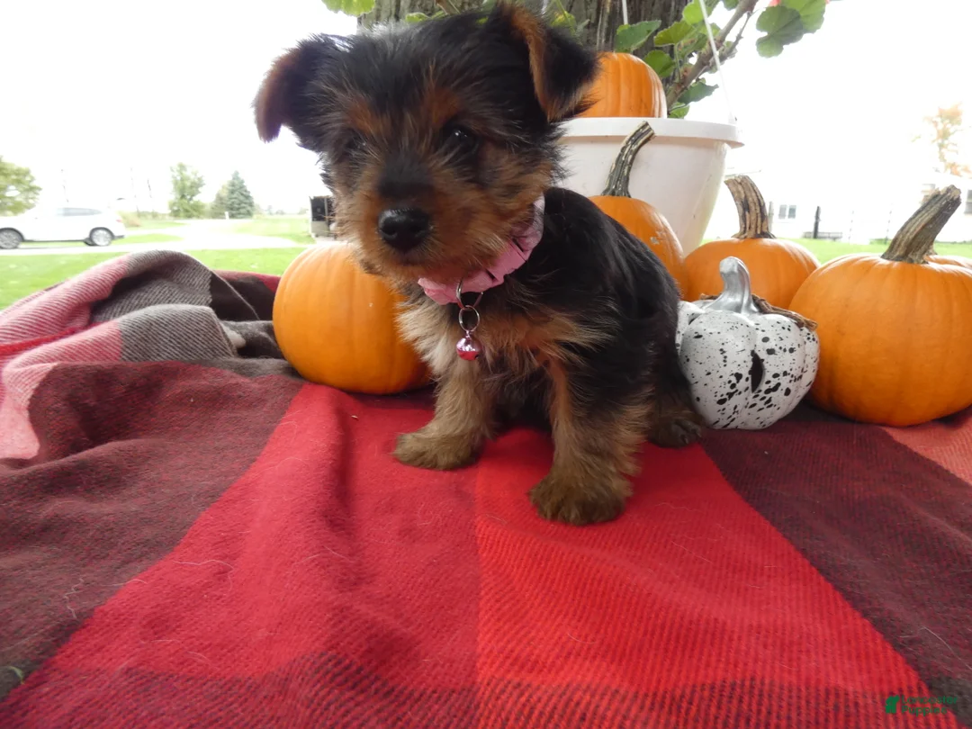 Yorkshire Terrier dogs for sale: Yorkshire Terrier 4 Marcy - Ad 2