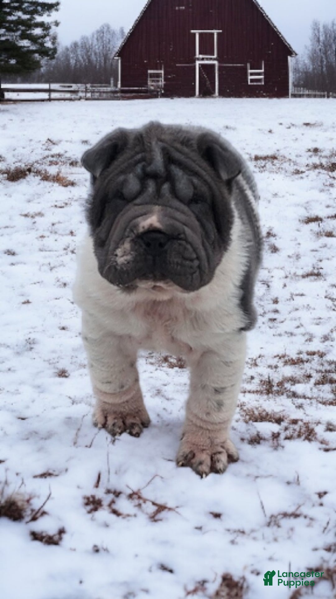 Shar Pei dogs for sale: Bluella blue flower mini - Ad 1