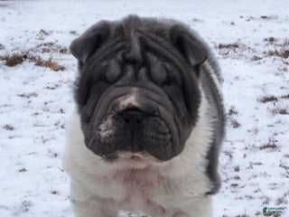 Shar Pei dogs Bluella blue flower mini - Ad 3