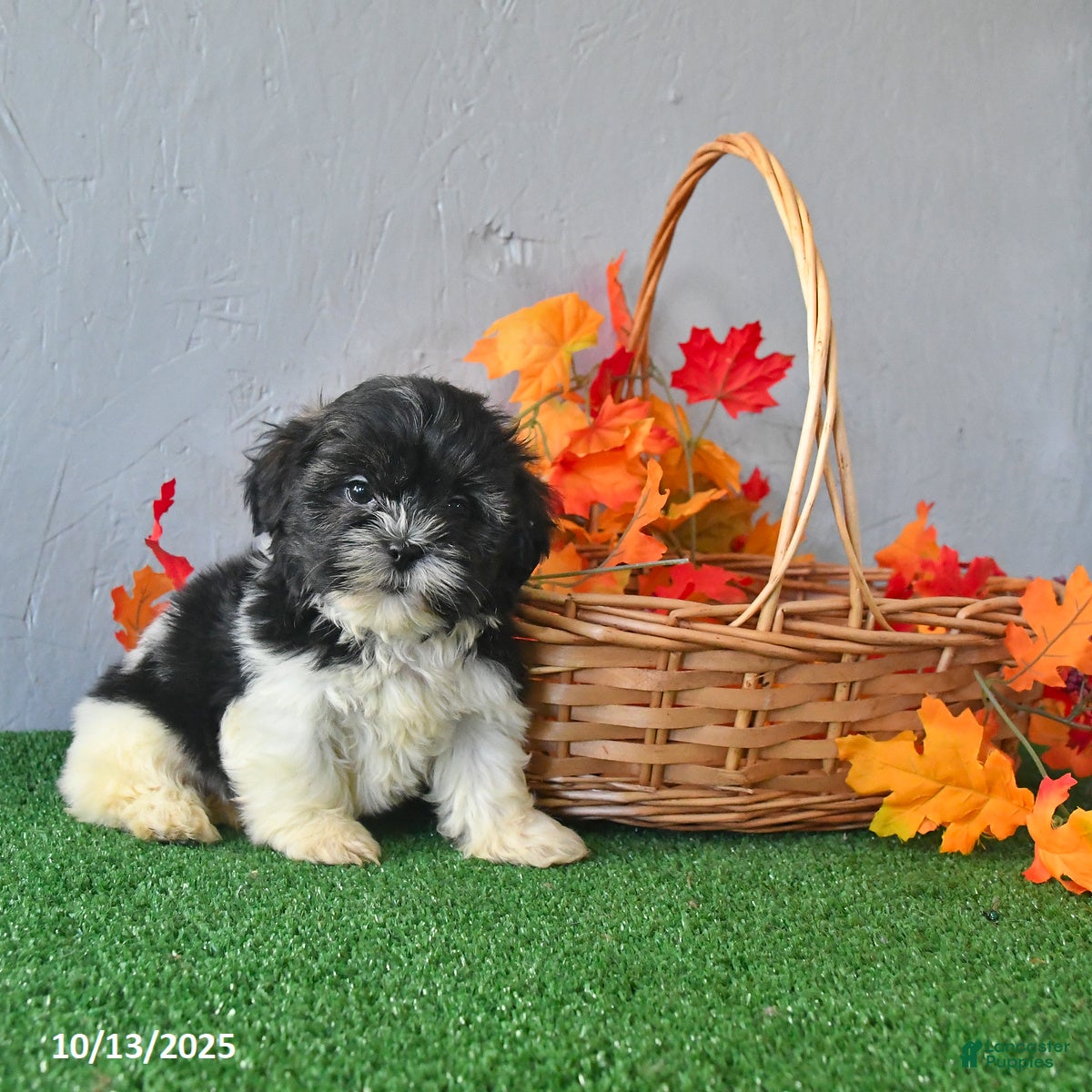 Teddy Bear dogs Tresa - Ad 30