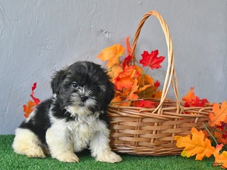 Teddy Bear dogs Tresa - Ad 30