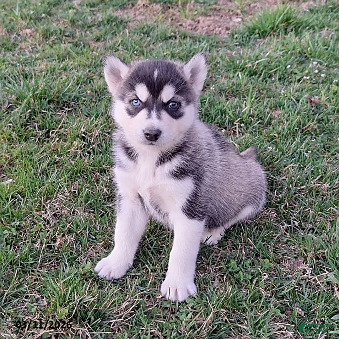 Gerberian Shepsky dogs for sale: Zeus - Ad 3