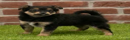 Chihuahua dogs for sale: Gunner - Ad 8