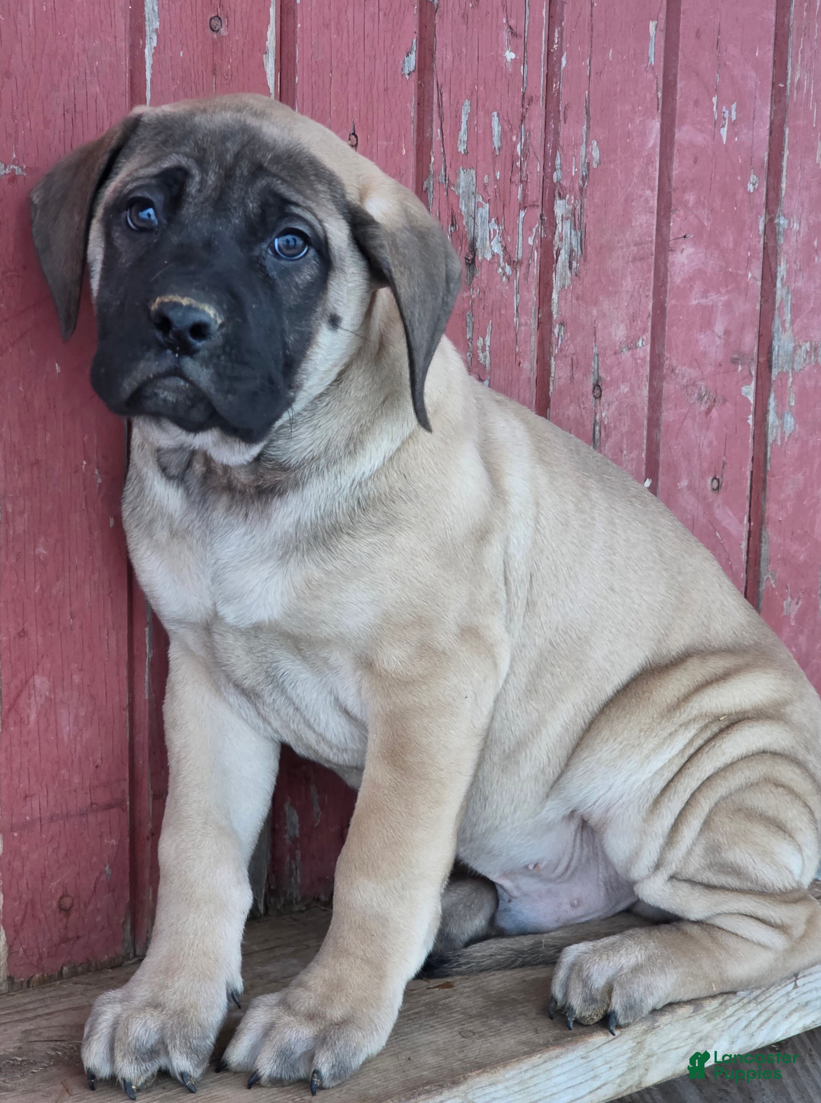 English Mastiff dogs Bear - Ad 15