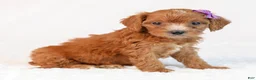 Mini Goldendoodle dogs for sale: Kiki - Ad 3