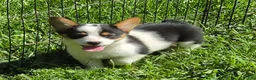 Welsh Corgi Pembroke dogs for sale: Oreo girl  - Ad 30