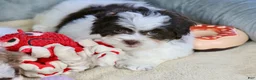 Shihpoo dogs for sale: Everlee - Ad 11