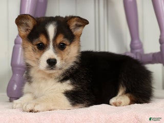 Welsh Corgi Pembroke dogs Zane - Ad 5