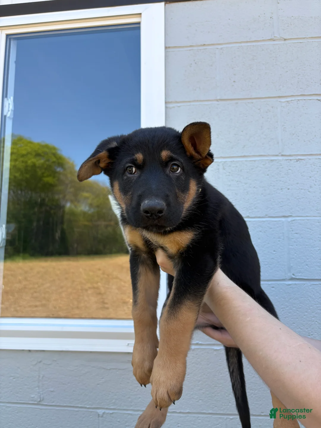 German Shepherd dogs for sale: Bree - Ad 1