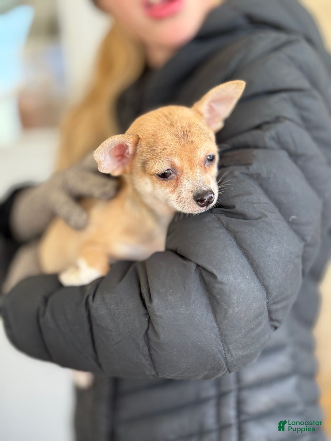Chihuahua dogs for sale: Quincy - Ad 11