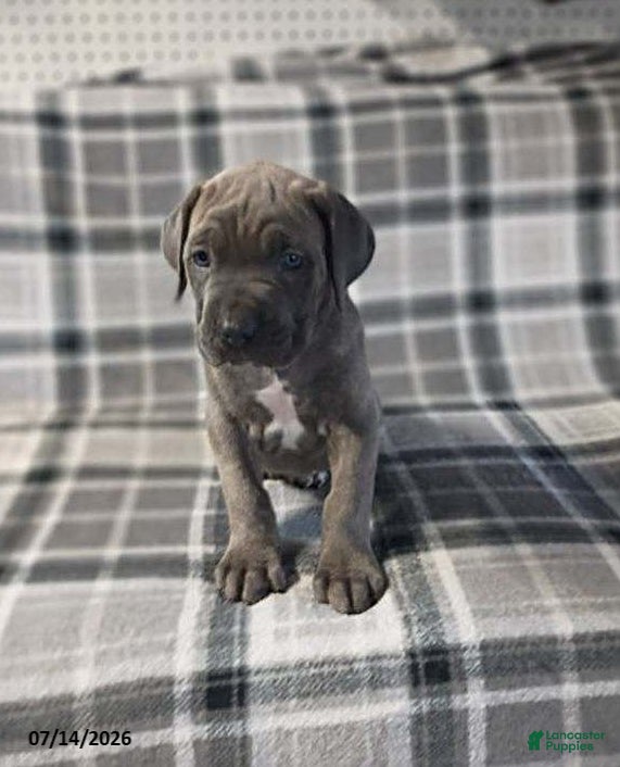 Cane Corso dogs Duke - Ad 1