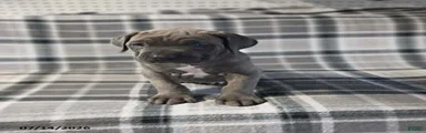 Duke