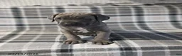 Cane Corso dogs for sale: Duke - Ad 1
