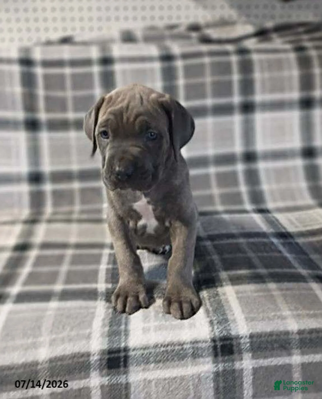 Cane Corso dogs for sale: Duke - Ad 1