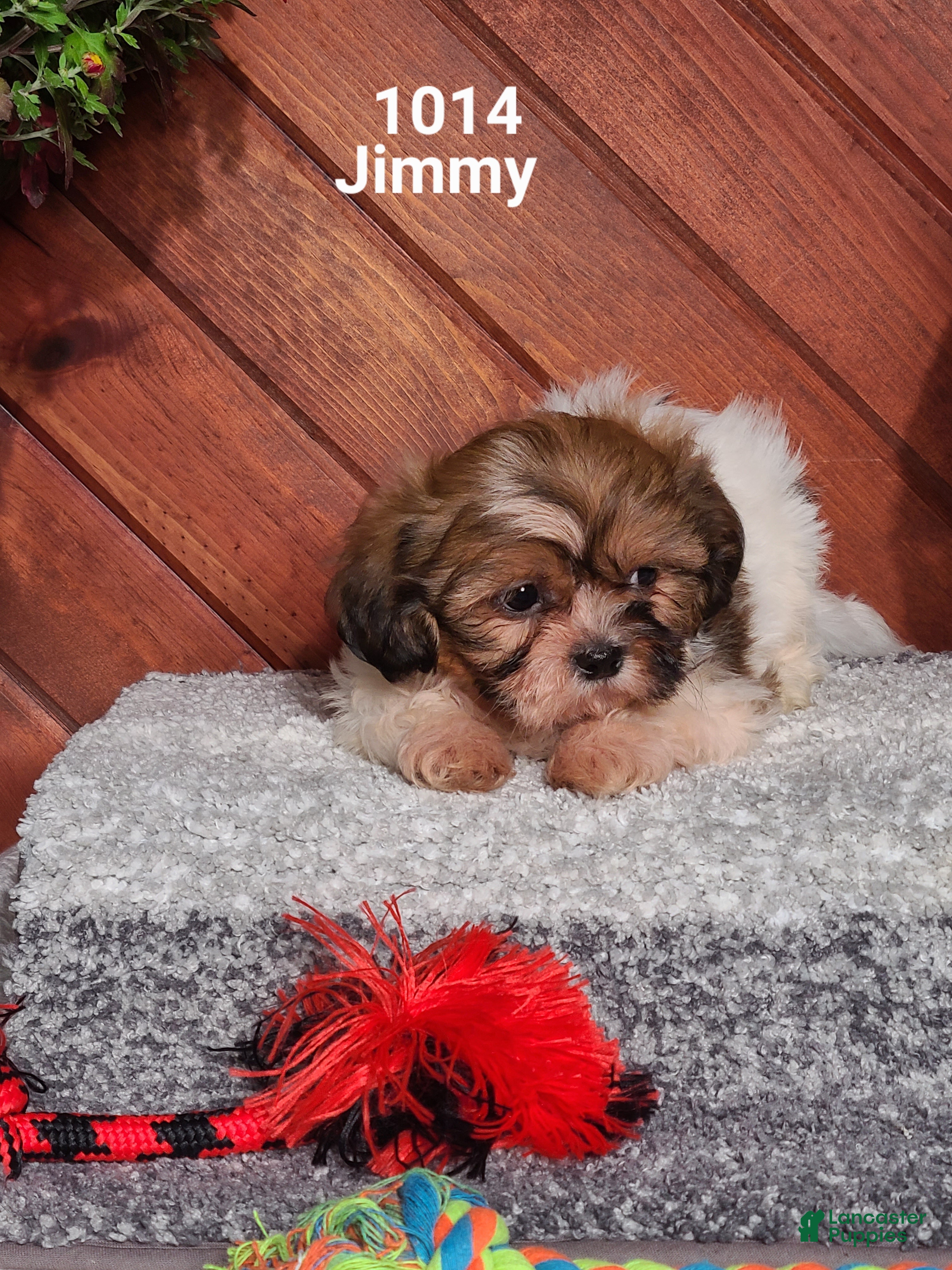 Shih Tzu dogs Jimmy  - Ad 2