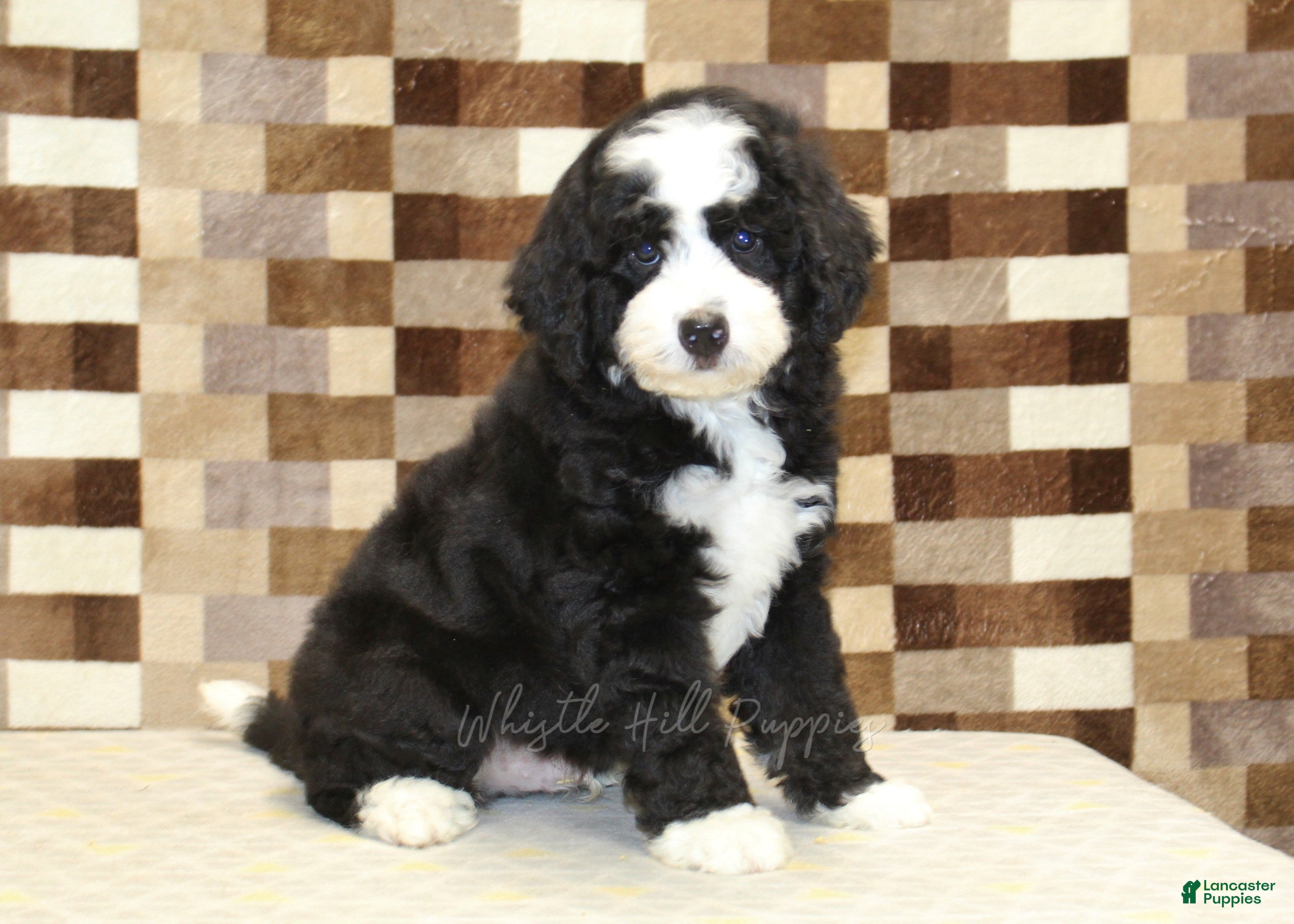 Mini Bernedoodle dogs Cody - Ad 1