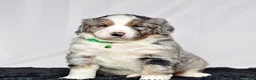 Bernedoodle dogs for sale: Mr. Simba - Ad 4