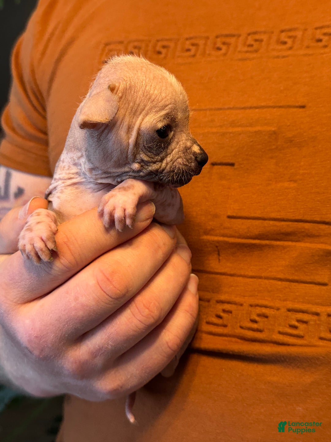 Mixed Breed dogs for sale: Princess  - Ad 6