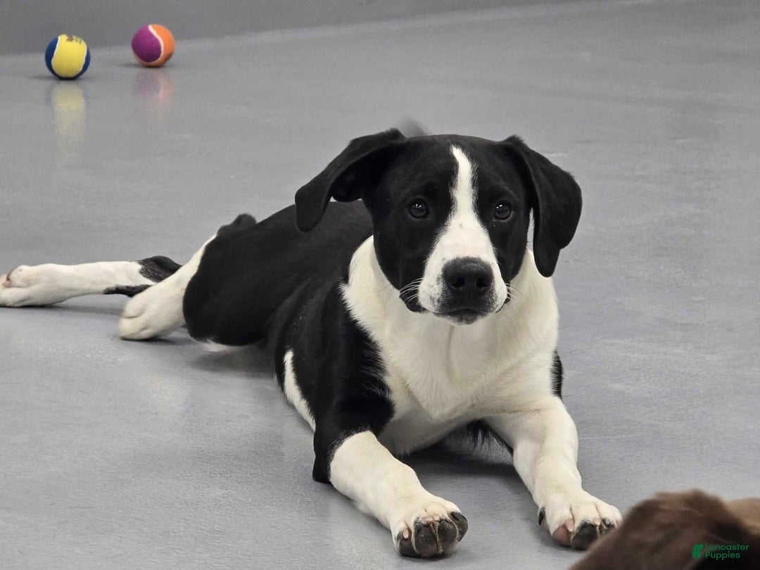 Gallery Image {{count}}