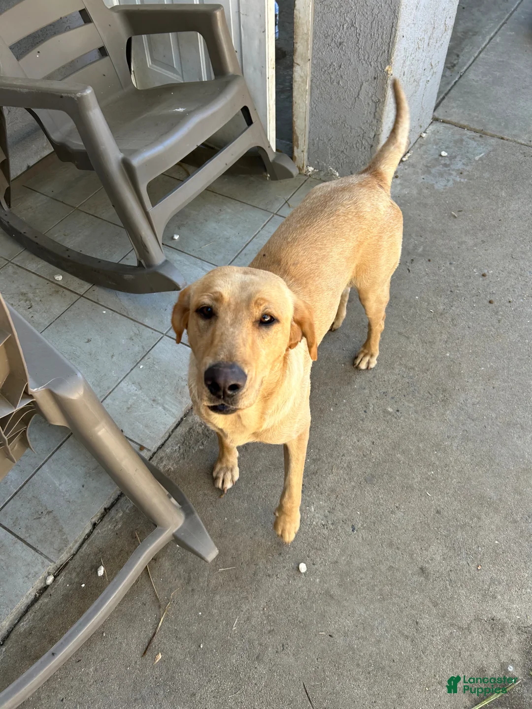 Labrador Retriever dogs for sale: Labrador Retriever Puppy 2 - Ad 2