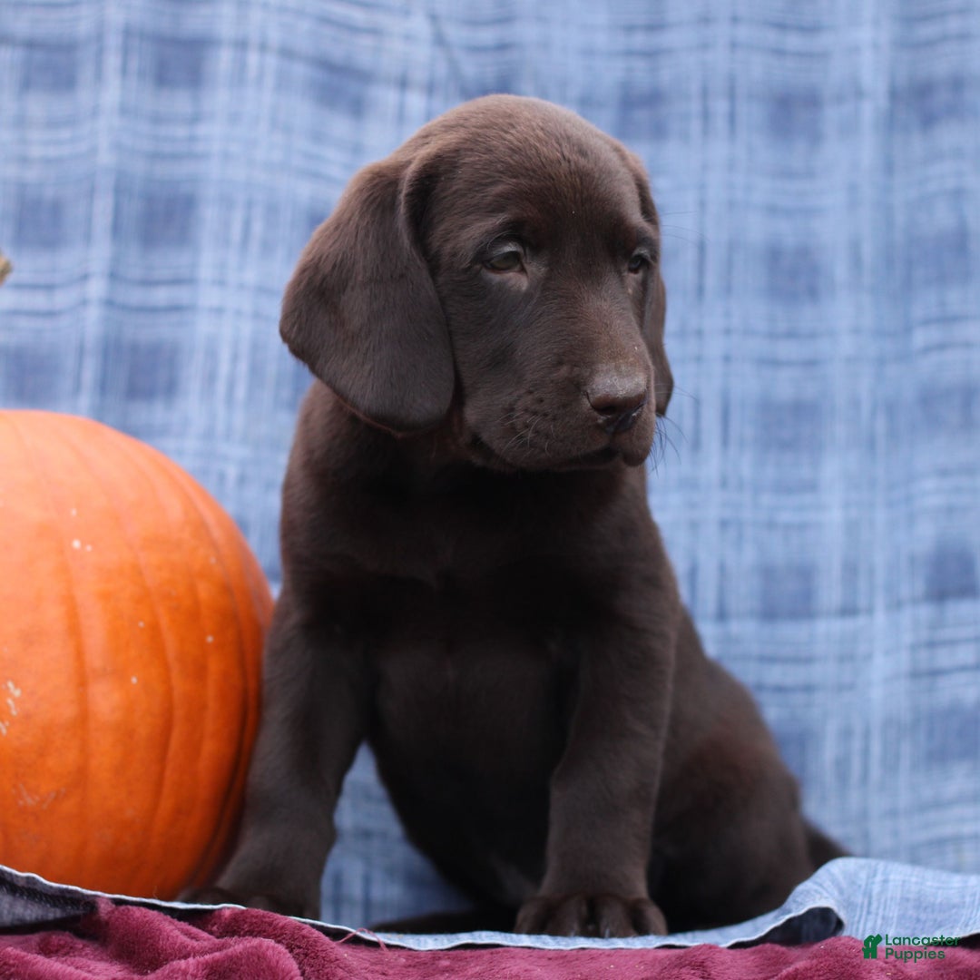 Labrador Retriever dogs for sale: James  - Ad 3
