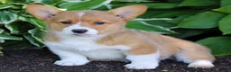 Welsh Corgi Pembroke dogs for sale: Kenzie  - Ad 3