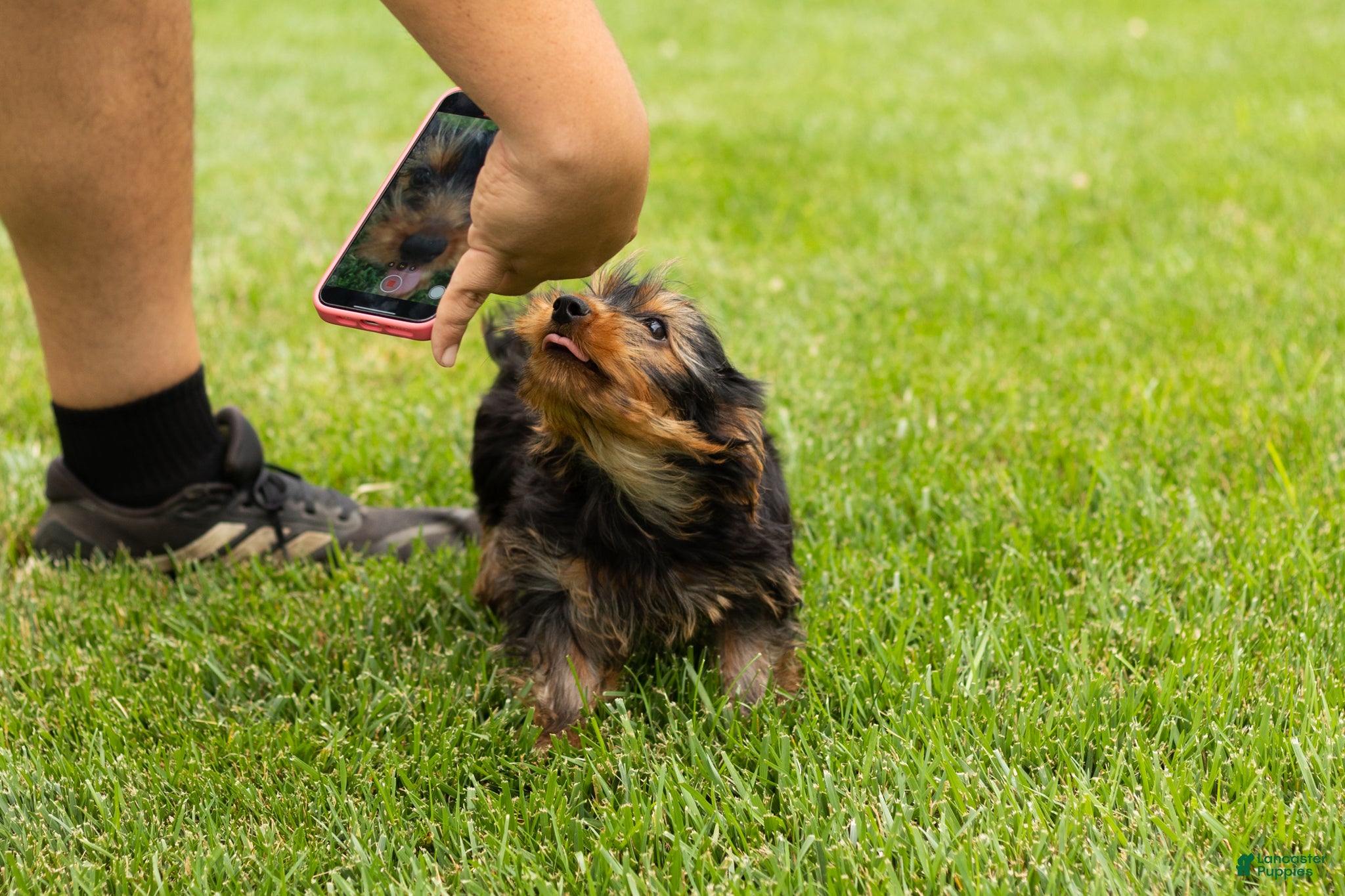 Yorkshire Terrier dogs for sale: Myran  - Ad 4