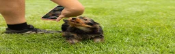 Yorkshire Terrier dogs for sale: Myran  - Ad 1