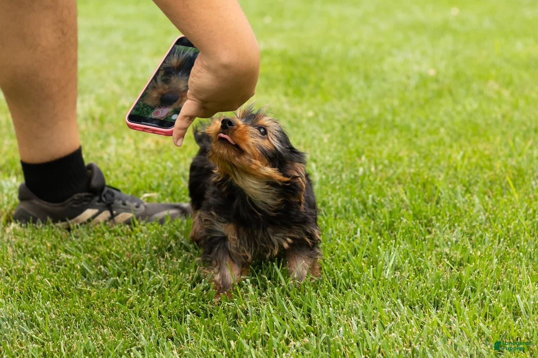 Yorkshire Terrier dogs for sale: Myran  - Ad 1