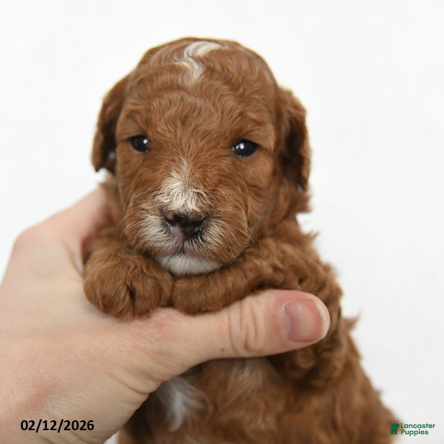 Toy Poodle dogs Jasmine - Ad 2