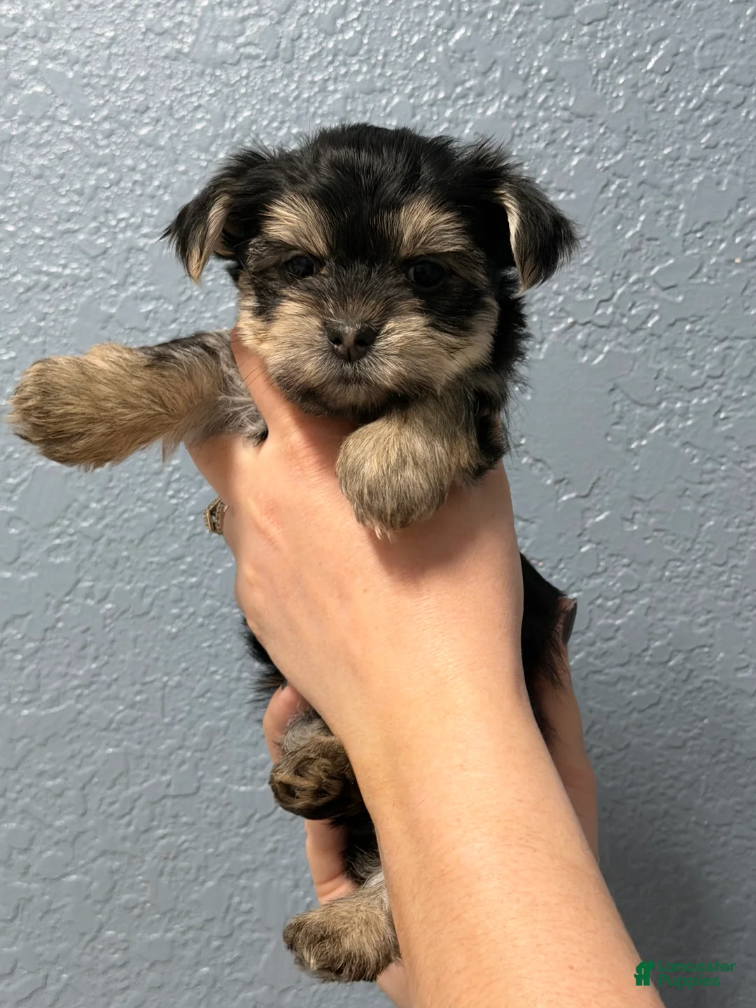 Yorkshire Terrier dogs for sale: Piper - Ad 2