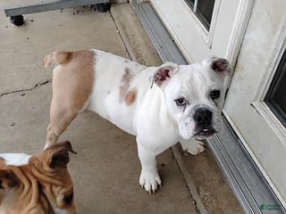 English Bulldog dogs Rover - Ad 30