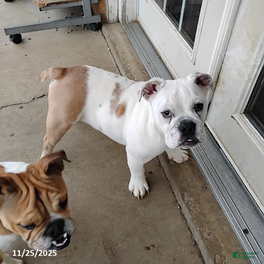 English Bulldog dogs for sale: Rover - Ad 1