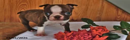 Boston Terrier dogs for sale: Heidi - Ad 3