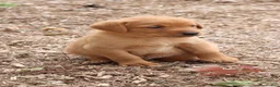 Labrador Retriever dogs for sale: Cinnamon - Ad 5
