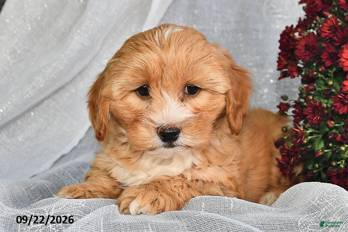 Shihpoo dogs Macy  - Ad 1
