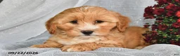 Shihpoo dogs for sale: Macy  - Ad 1