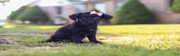 Yorkiepoo dogs for sale: Pansy - Ad 8