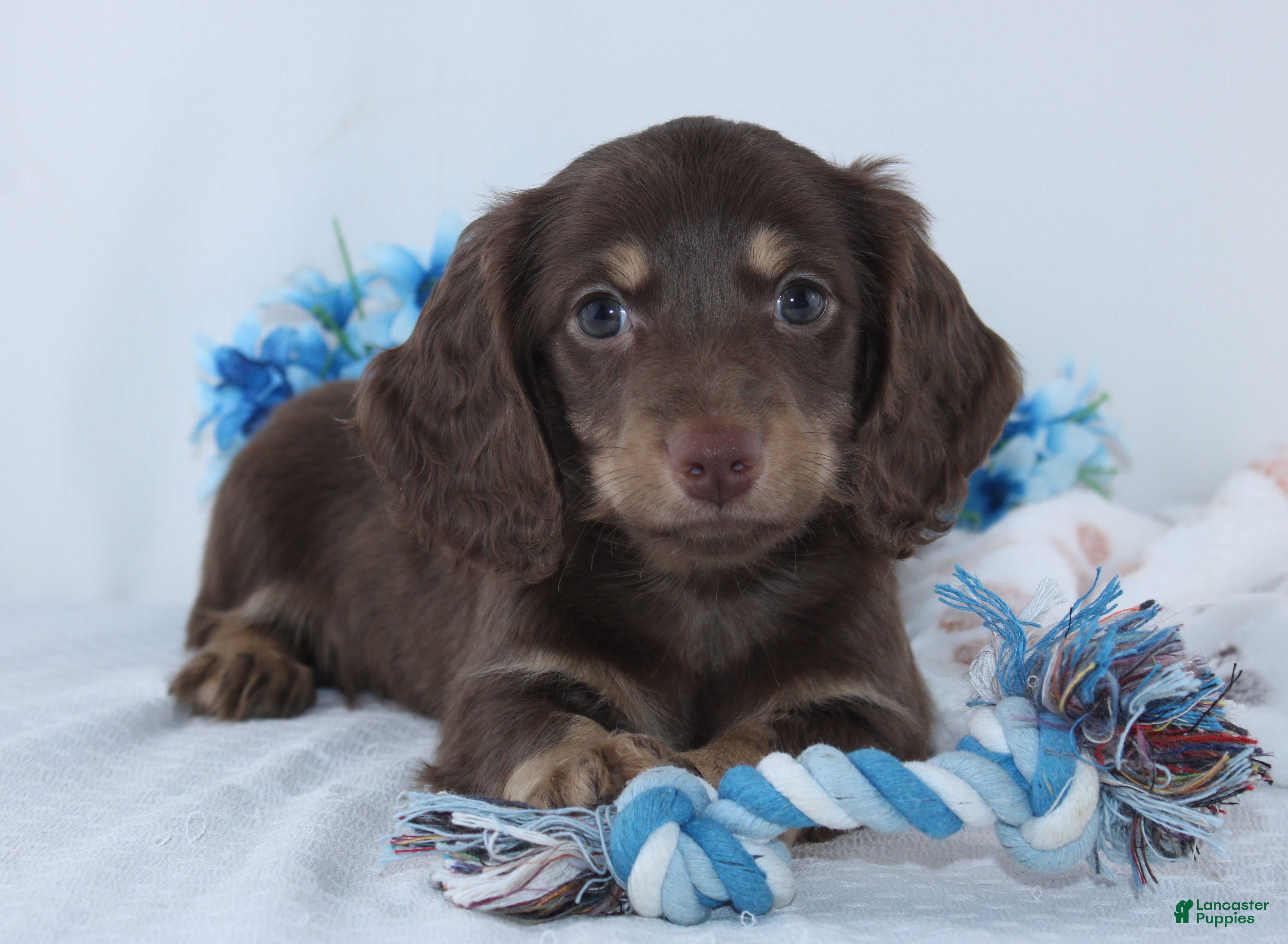 Miniature Dachshund dogs Eldon - Ad 1