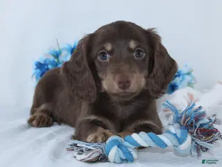Miniature Dachshund dogs for sale: Eldon - Ad 4