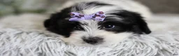 Maltipoo dogs for sale: Gwen - Ad 17