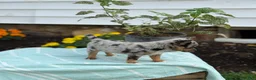 Chihuahua dogs for sale: Koda - Ad 4