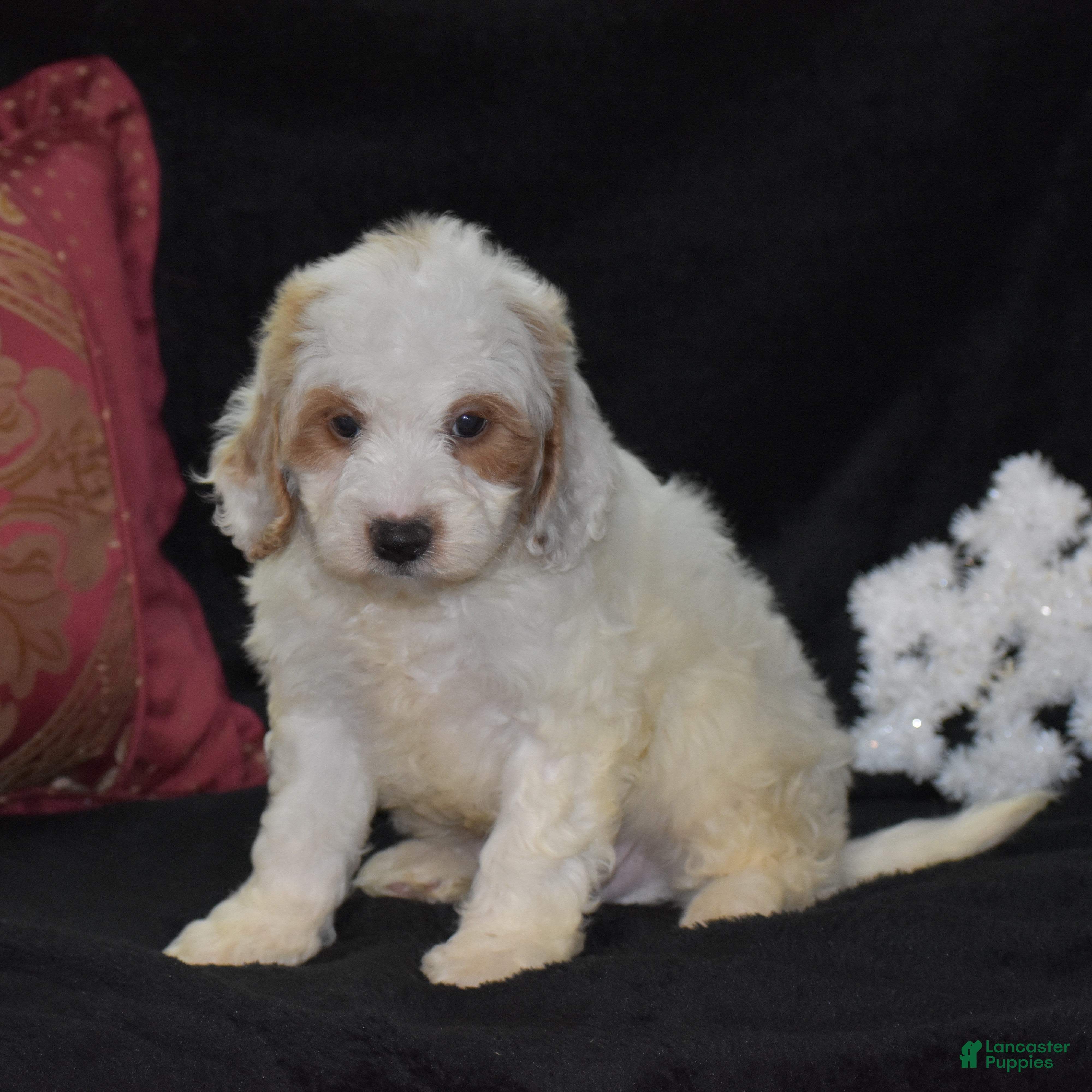 Mini Goldendoodle dogs Gordy - Ad 3