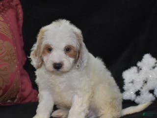 Mini Goldendoodle dogs Gordy - Ad 21