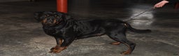 Rottweiler dogs for sale: Sasha - Ad 4