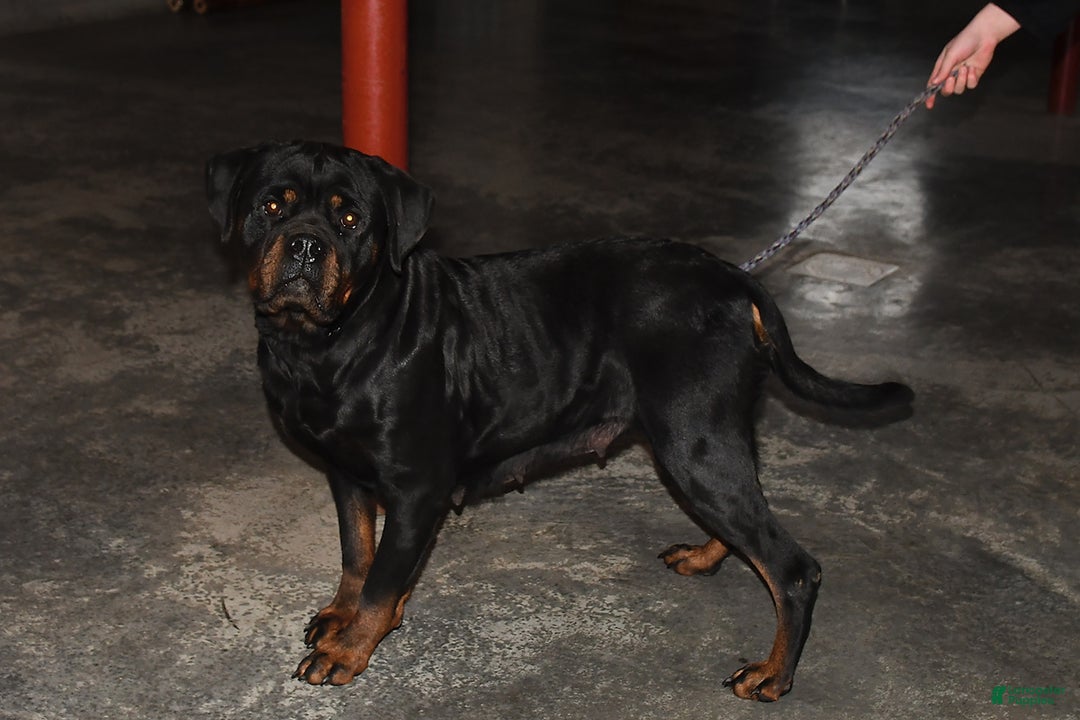 Rottweiler dogs for sale: Sasha - Ad 4